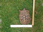 Hermanns : Female approx 50+ years old (Topsy)